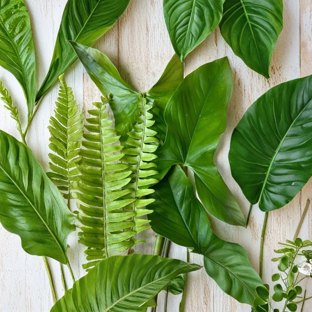 Tropical Plant Cuttings – 20 Rooted Plants | Arrowhead Vine & Boston Fern Mix | Indoor Houseplants | Easy Care | Lush Greenery