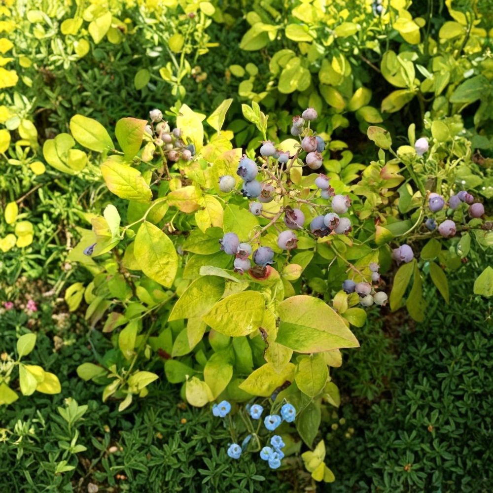 Northern Sky Blueberry Plant – Vaccinium corymbosum Live Shrub | 4 Inch Pot | Ornamental Highbush Berry Plant | Edible Garden Blueberry