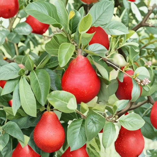 Red Clapp’s Favorite Pear Seeds – Pyrus communis 25+ Seeds | USA Sourced | Free Shipping  Sweet Juicy Pears | Backyard Orchard Starter | Cold Hardy