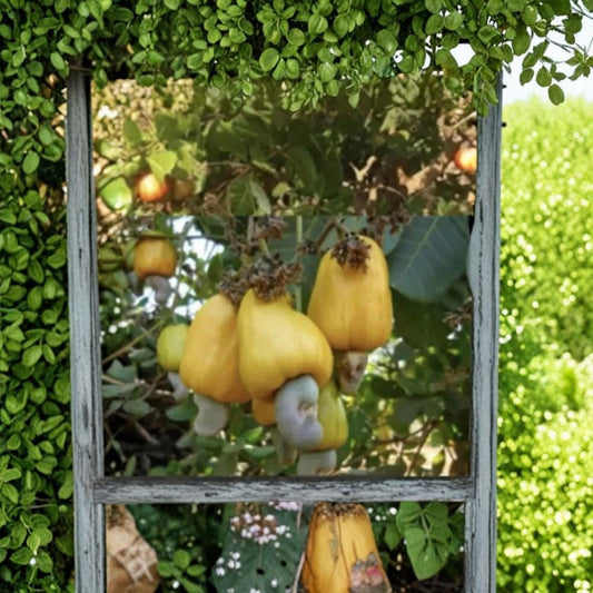 Yellow Cashew Tree – Anacardium Occidentale Live Plant | 7–15 Inch Tall | Tropical Cashew Apple Fruit Tree | Exotic Edible Plant