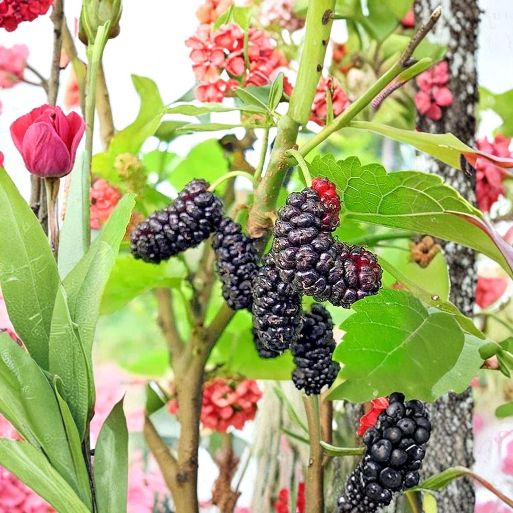 Illinois Everbearing Mulberry – Morus ‘Illinois Everbearing’ Live Seedling | 4–8 Inches Tall | Rooted Plant – No Pot  Sweet Berry Fruit Tree | Backyard & Orchard Friendly | Easy to Grow