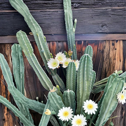 Peruvian Apple Cactus Cutting – 12 Inch Cereus repandus | 4–5 Inch Diameter | Night Blooming Succulent | Large Columnar Cactus