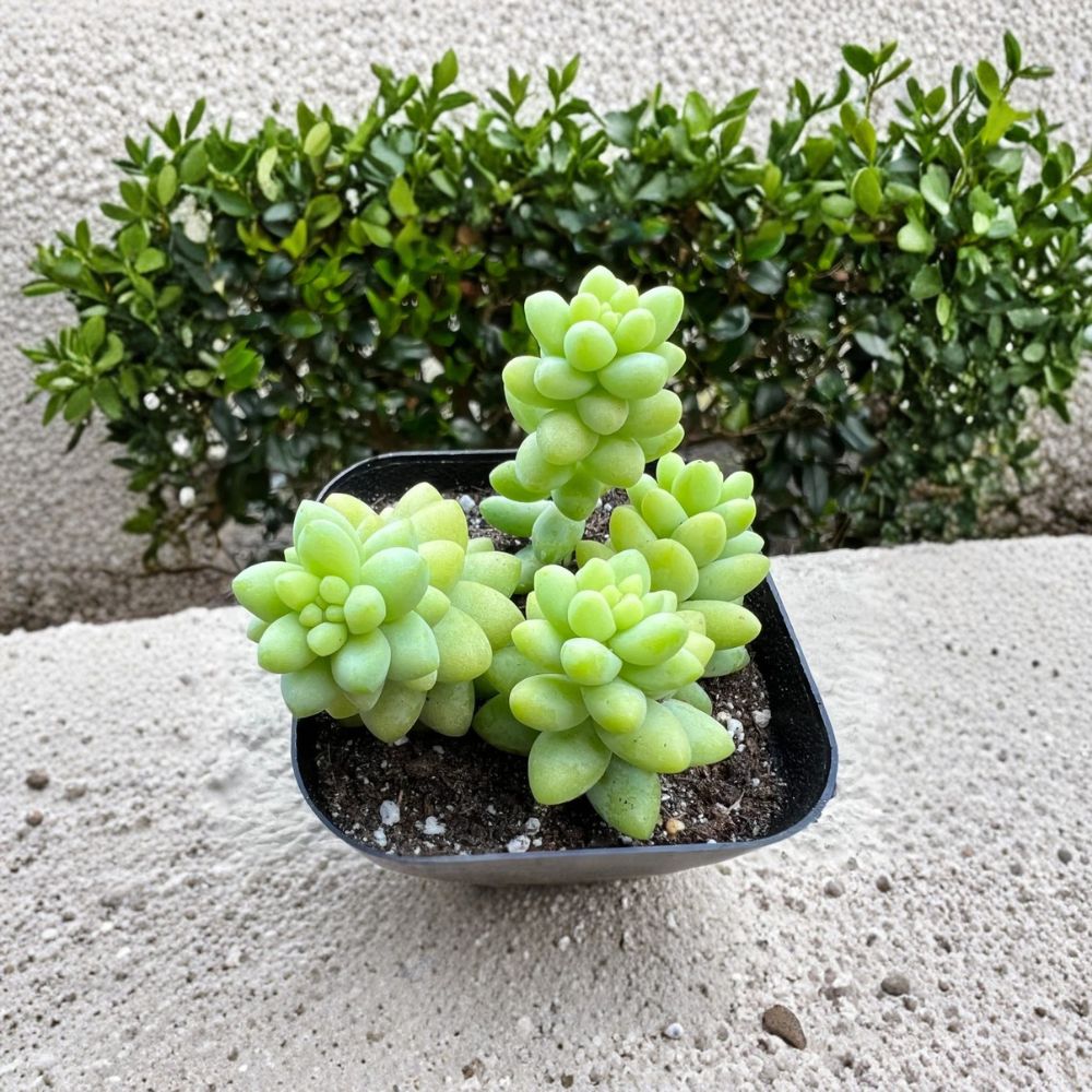 Donkey Tail Succulent – Sedum Burrito Live Plant 2” Pot | Trailing Succulent | Hanging Indoor Plant | Easy Care