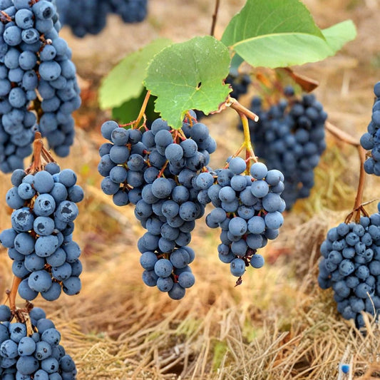 Andre Blue Grape Cuttings – Vitis spp. Unrooted (10 Pack) | Cold Hardy to -25°C | Disease Resistant Variety | Easy to Grow Fruit Vine