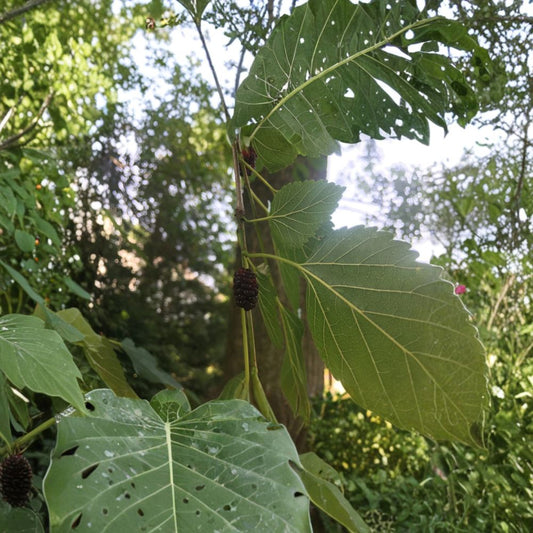 Mulberry Cuttings – 15 Hardwood Stems 5–10 Inches | Everbearing Fruit Tree | Morus Hybrid | Easy Propagation Starter