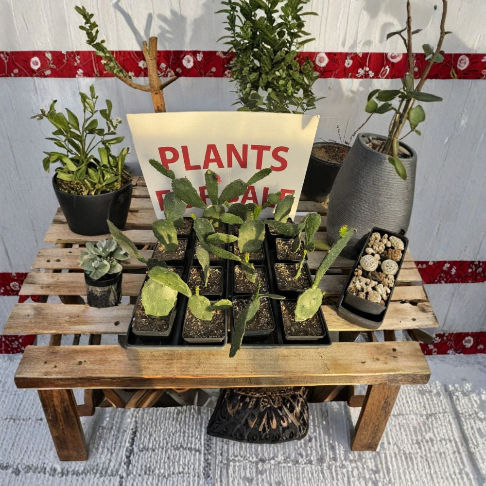 Prickly Pear Cactus – Opuntia spp. Rooted Starts | Fast Growing | Ready to Plant  Hardy Desert Plant | Drought Tolerant | Easy to Grow