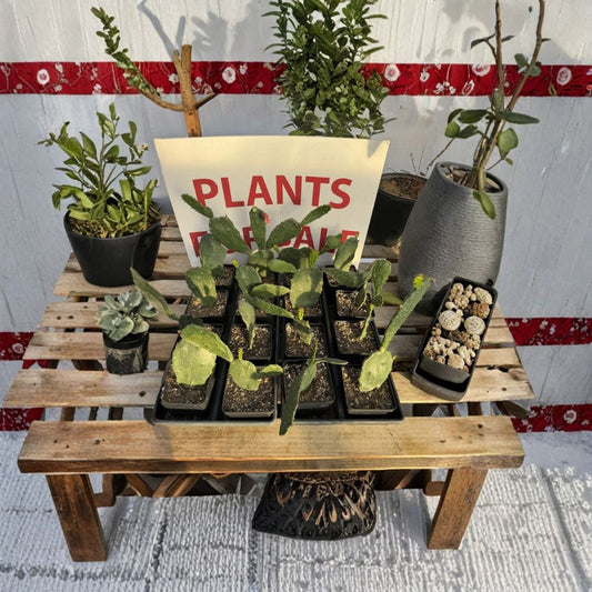 Prickly Pear Cactus – Opuntia spp. Rooted Starts | Fast Growing | Ready to Plant  Hardy Desert Plant | Drought Tolerant | Easy to Grow