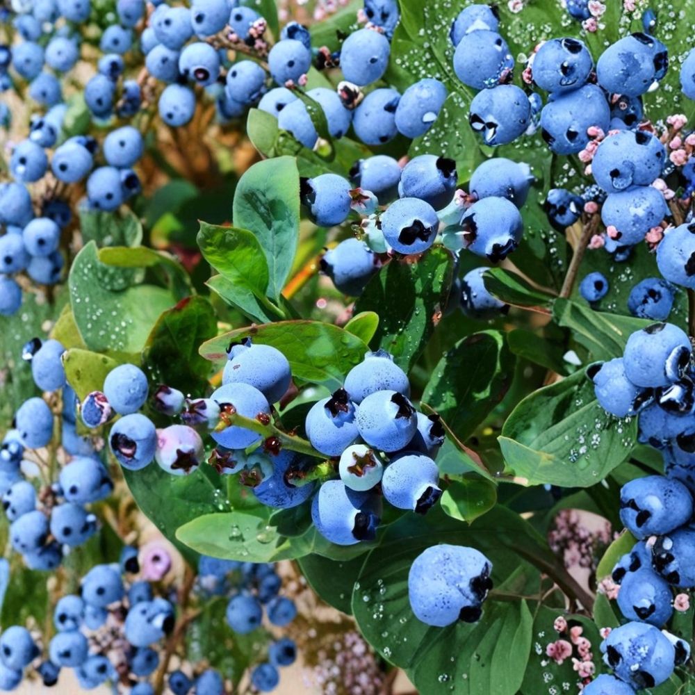 Top Hat Blueberry Plant – Dwarf Northern Highbush Live Berry Bush | Container Friendly Fruit Plant | Compact Patio Garden Blueberry