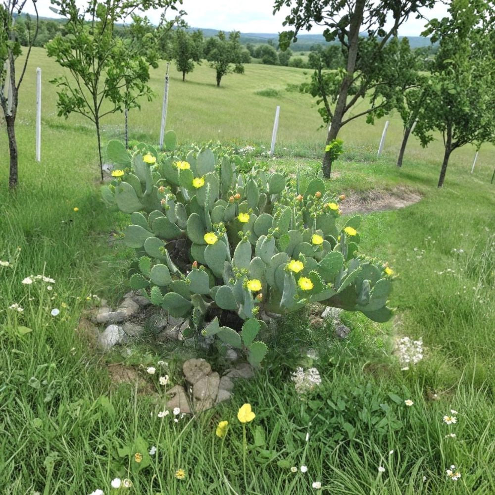 Spineless Opuntia Cacanapa ‘Ellisiana’ – Prickly Pear Cactus 2 Pads / Cuttings | Hardy Variety | Easy to Grow  Cold Tolerant | Edible Nopales | Free US Shipping