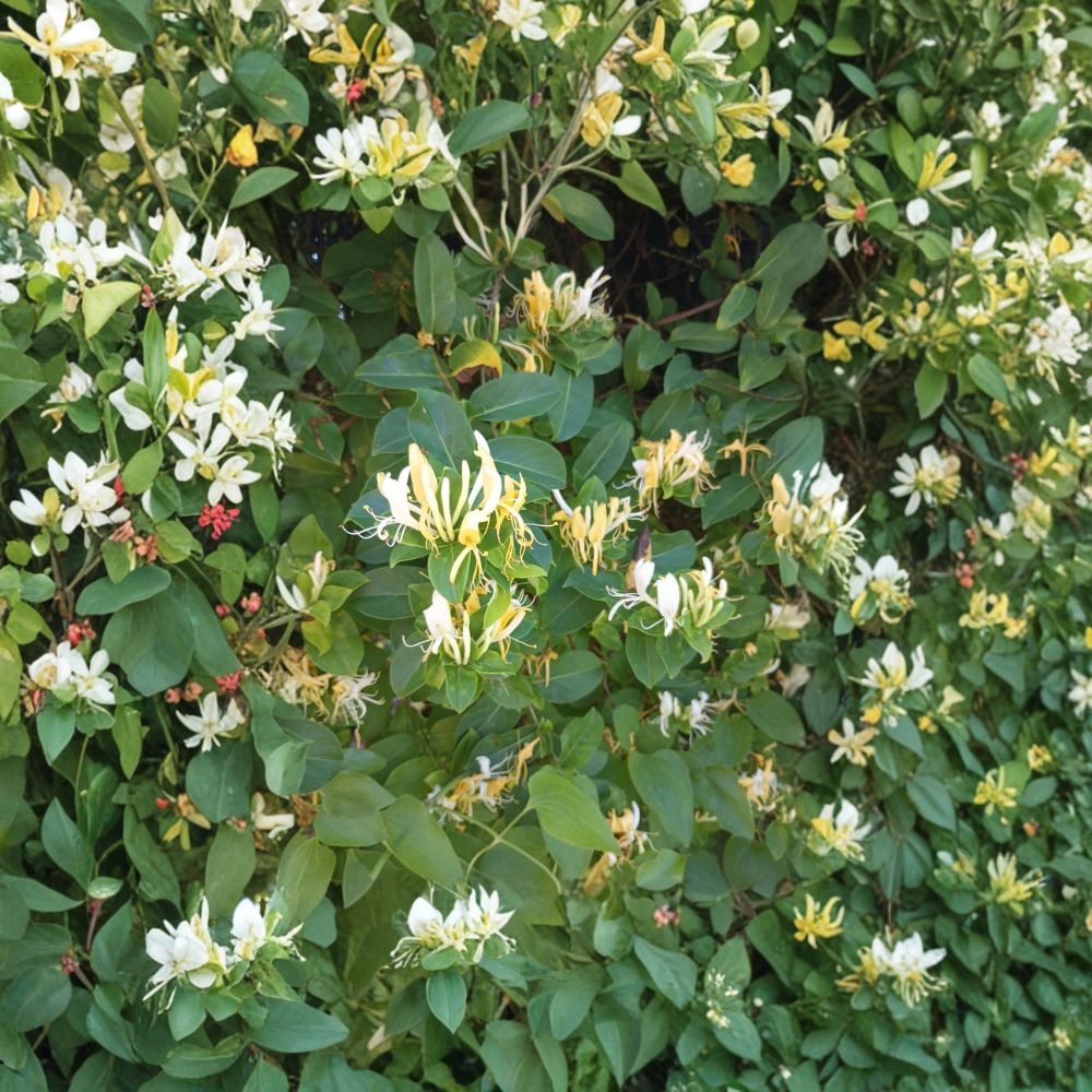 Japanese Honeysuckle Cuttings – 10 Unrooted 6–8 Inch Lonicera japonica Vine | Fragrant Flowering Climbing Plant | Fast Growing Vine