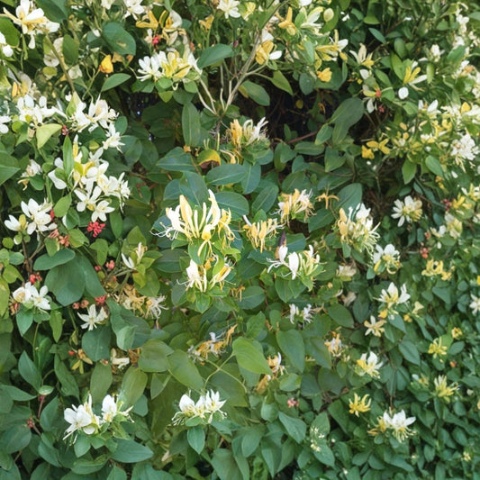 Japanese Honeysuckle Cuttings – 10 Unrooted 6–8 Inch Lonicera japonica Vine | Fragrant Flowering Climbing Plant | Fast Growing Vine