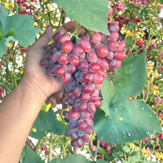 Crimson Seedless Grape Cuttings – 4 Red Table Grape Vine Cuttings | 10–11 Inch Vitis Vinifera | Sweet Raisin Grape | Propagation