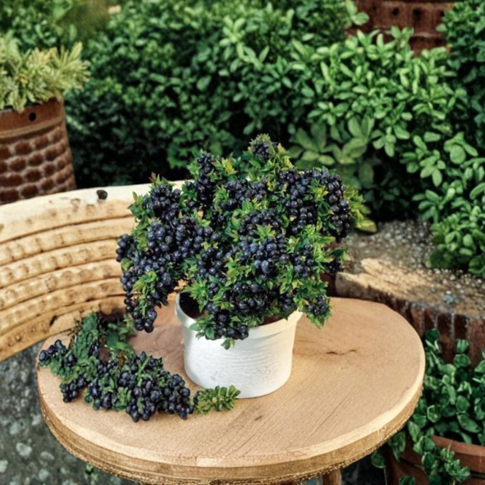 Top Hat Dwarf Blueberry Plant – Vaccinium ‘Top Hat’ Live Fruit Bush | Compact Container Blueberry | 3" Pot Starter Plant