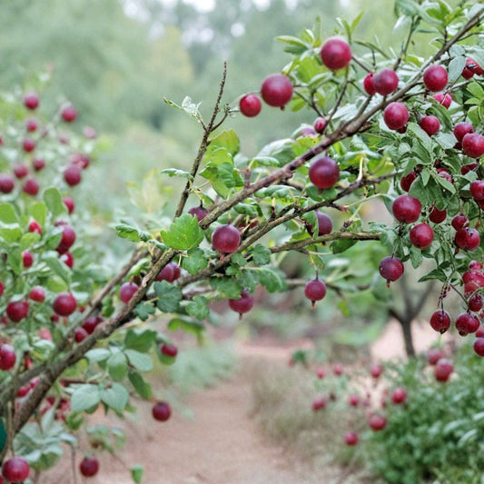 Jostaberry Cuttings – 12 Unrooted Stems | Gooseberry Currant Hybrid | Thornless Berry Bush | Cold Hardy Fruit Plant