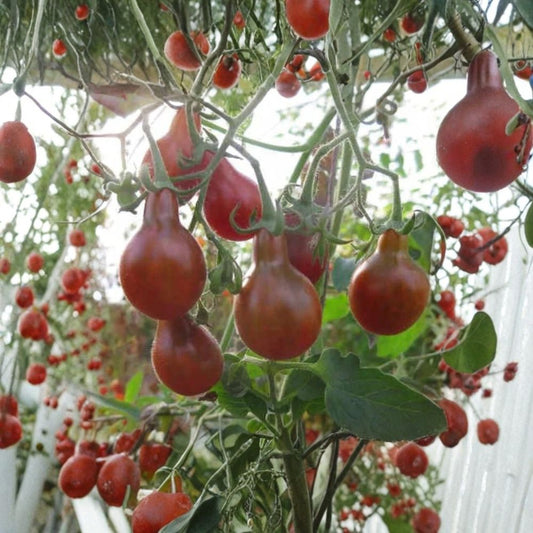 Chocolate Pear Tomato Seeds – Organic Heirloom 40 Seeds | USA Grown | Free Shipping  Rich Flavor | Pear-Shaped Cherry Tomatoes | High Yield