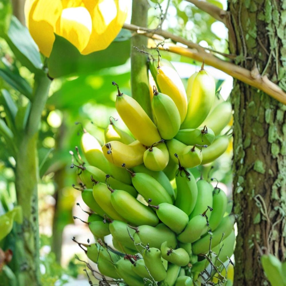 Gran Nain Banana Plant – Musa ‘Grand Nain’ Live Starter Plug | 3–6 Inches Tall | Bare Root Tropical Fruit Plant | Fast Growing