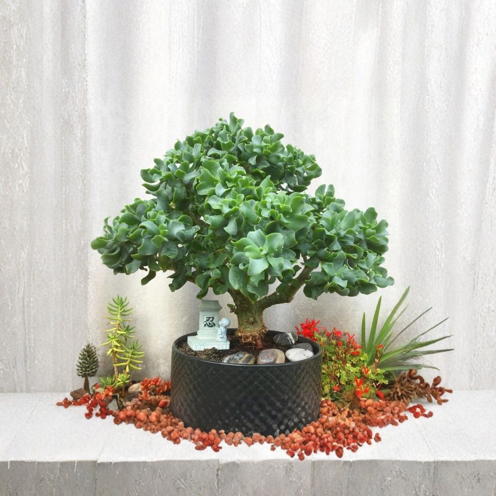Ripple Jade Plant Cutting – 4+ Inch Branched | Crassula arborescens undulatifolia | Wavy Succulent Bonsai Starter