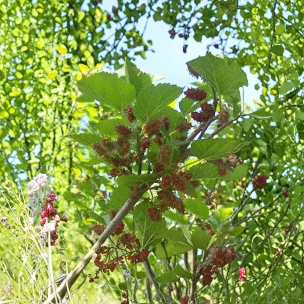 Red Mulberry Tree – Morus rubra Live Bare Root Plant | 16+ Inches Tall | Dormant Starter Tree  Native Sweet Fruit Tree | Backyard & Wildlife Friendly | Easy to Grow