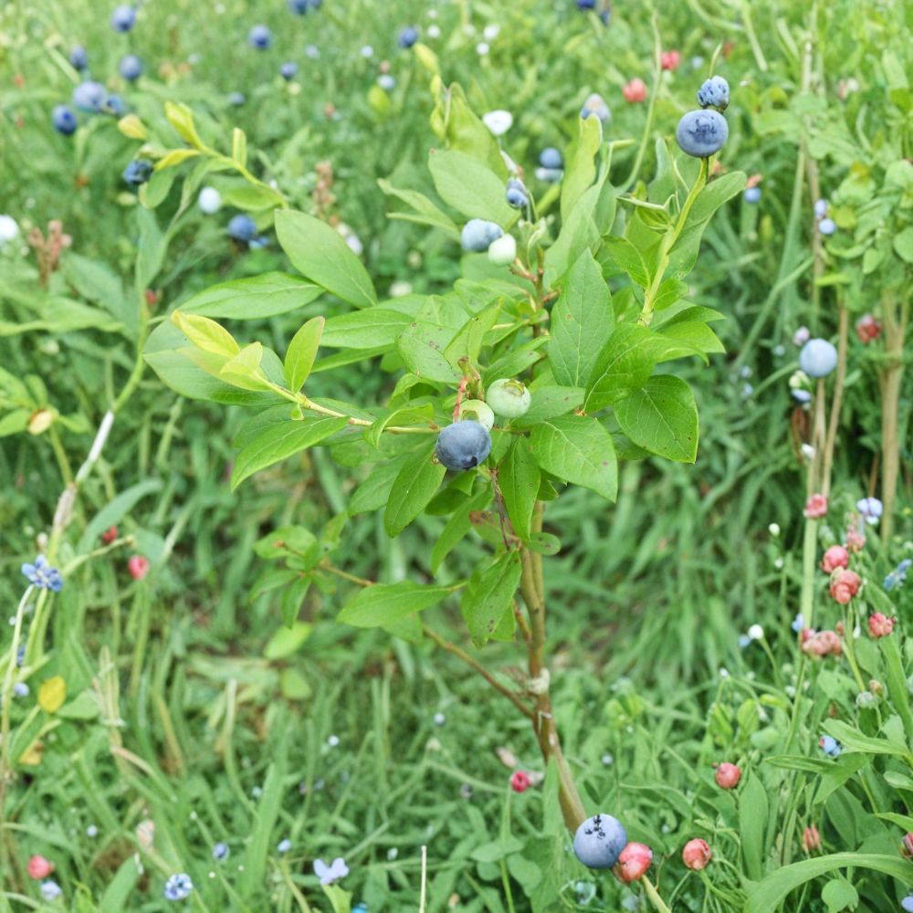 Duke Blueberry Bushes – Vaccinium corymbosum Live Plants | Set of 2 | 10–12 Inches Tall | Northern Highbush Berry Plants