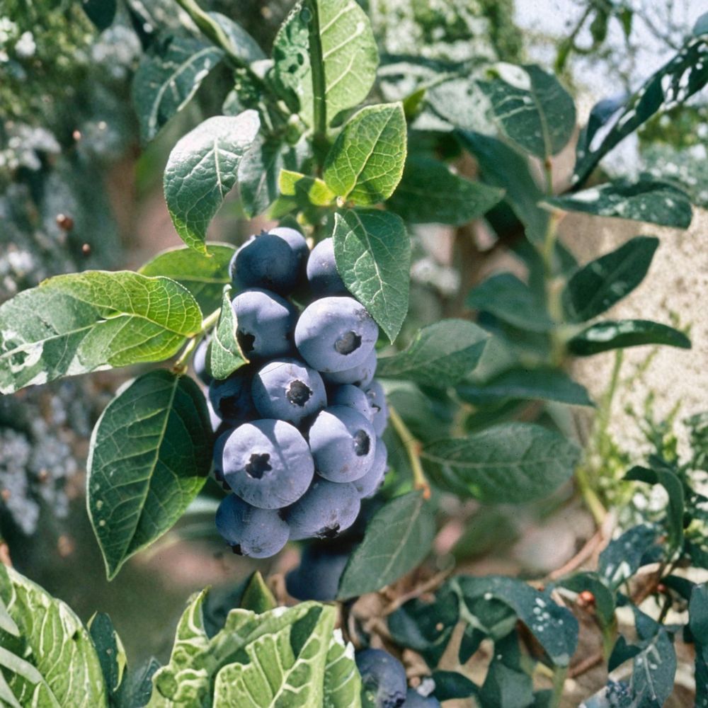 Chandler Blueberry Plant – Vaccinium corymbosum Live Starter Plug | Giant Berry Northern Highbush Blueberry Bush