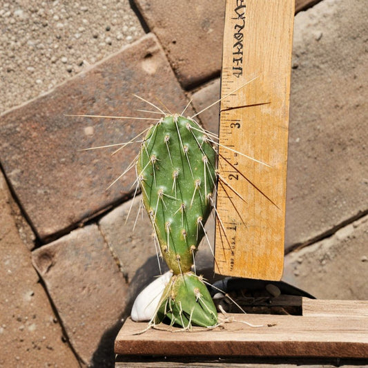 Columbia Prickly Pear – Opuntia columbiana 1 Pad Cutting | Yakima River Canyon Origin | Cold Hardy Native  Pacific Northwest Cactus | Low Water Plant | Easy to Root