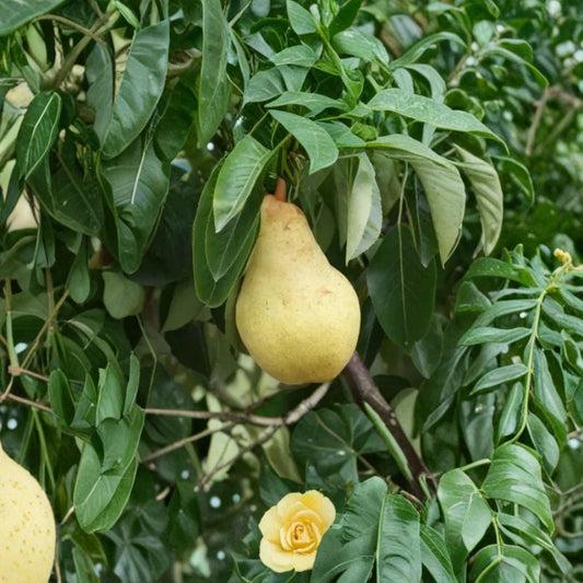 Bartlett Pear Seeds – Pyrus communis 25+ Seeds | USA Sourced | Free Shipping  Sweet Juicy Pears | Backyard Orchard Starter | Cold Hardy