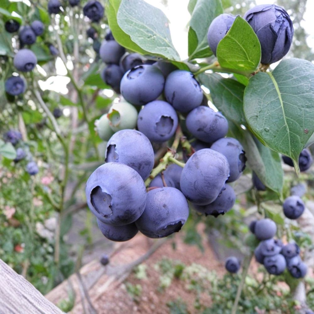 Snowchaser Blueberry Plant – Vaccinium corymbosum Live Starter Plug | Early Season Southern Highbush Berry Bush