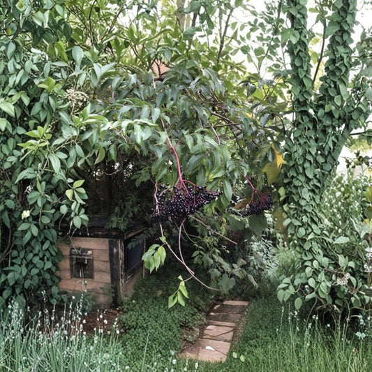 American Elderberry Cuttings – Sambucus canadensis Unrooted (12 Pack) | Adams & York Varieties | Edible Berry Plant | Wildlife Garden