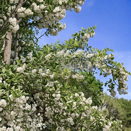 Chinese Privet Cuttings – Ligustrum sinense Unrooted (25 Pack) | 6–9 Inch Stems | Fast Growing Privacy Hedge | Hardy Evergreen Shrub