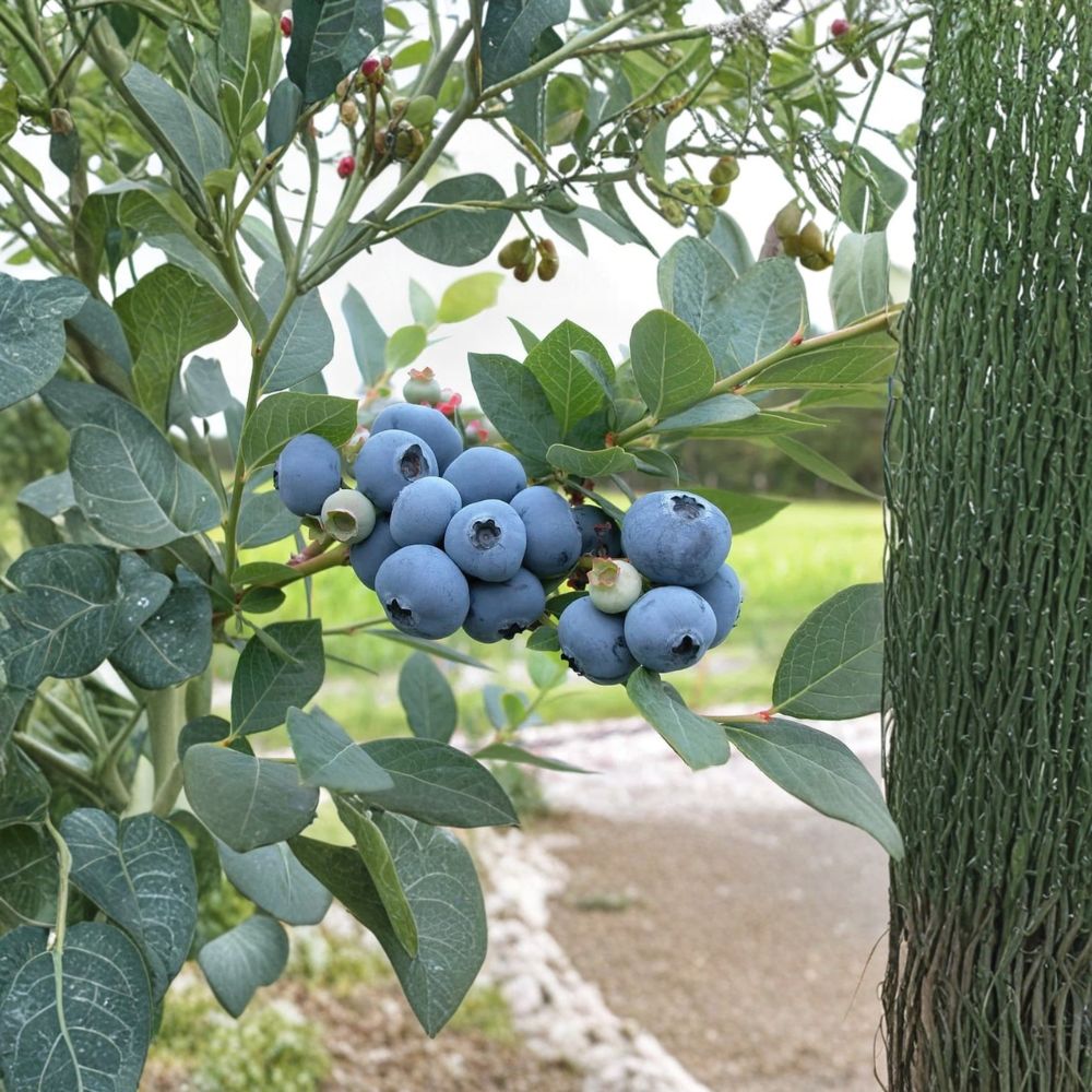 Jersey Blueberry – Vaccinium corymbosum Live Plant | 10–12 Inches Tall | 2 Year Old Northern Highbush Berry Bush | Sweet Fruit Garden Plant