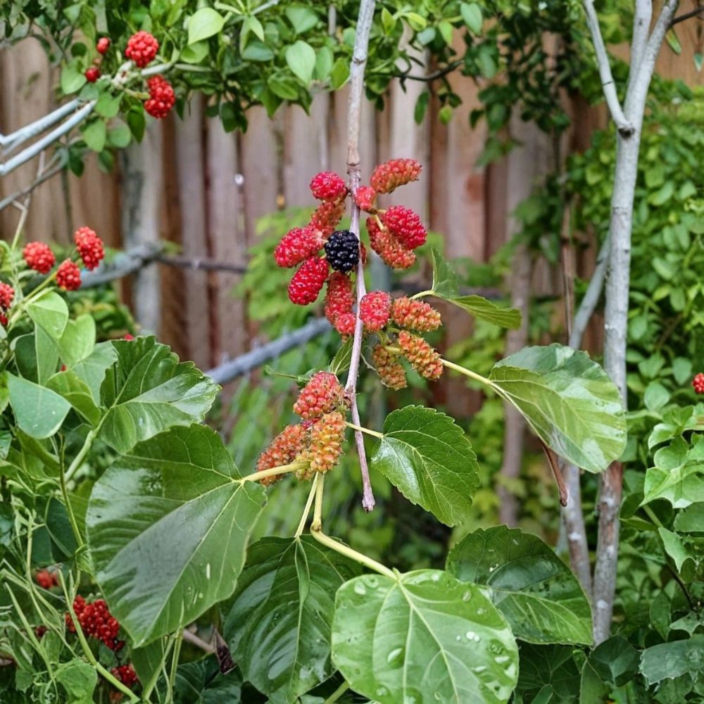 Red Mulberry Tree – Morus rubra Live Bare Root Plant | 16–24 Inches Tall | No Pot Included  Native Sweet Fruit Tree | Backyard & Wildlife Friendly | Easy to Grow
