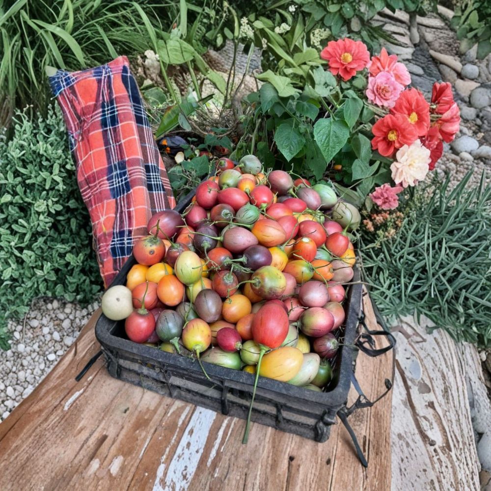 Tree Tomato Cuttings – Mixed Pack of 6 | Solanum betaceum | Red, Orange, Yellow Varieties | Rare Tropical Fruit Starter