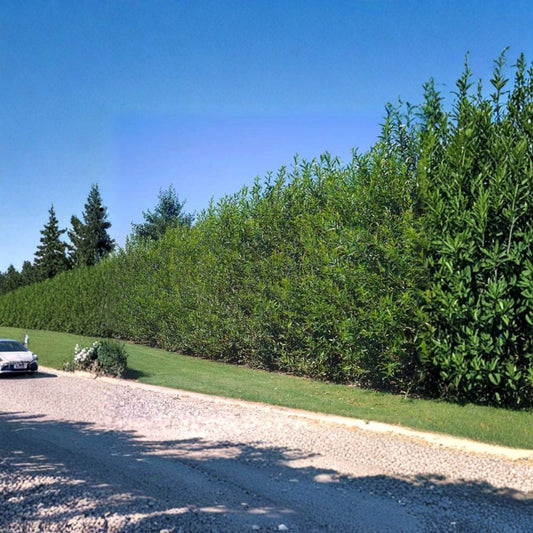 Hybrid Willow Tree Cuttings – 60 Austree Willow Cuttings | 10 Inch Thick Fast Growing Trees | Privacy Screen & Shade Tree