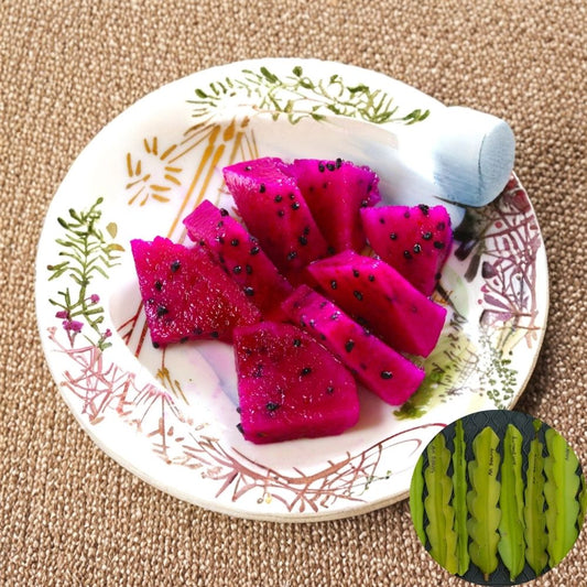 American Beauty Dragon Fruit Cuttings – 3 Large 8–10 Inch Stems | Self Pollinating Pitaya | Red Fruit White Flower | Easy to Grow Cactus