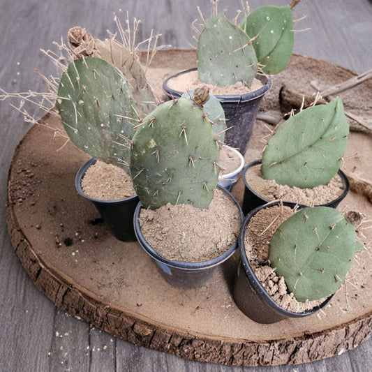 Coastal Prickly Pear – Opuntia littoralis 12 Pads | 4–7 Inches Tall | Fast Growing Groundcover  Edible Fruit & Nopales | Drought Tolerant | California Native