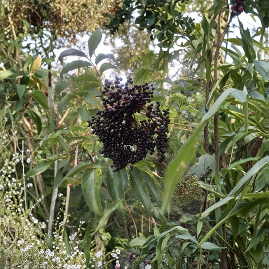 American Elderberry Cuttings – Sambucus canadensis Unrooted (12 Pack) | Adams & York Varieties | Easy to Root | Edible & Wildlife Plant