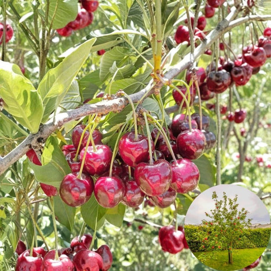 Fruit Tree Bundle – 4 Live Trees | 3 Honeycrisp Apple + 1 Bing Cherry | Garden Orchard Starter | Backyard Fruit Tree Set