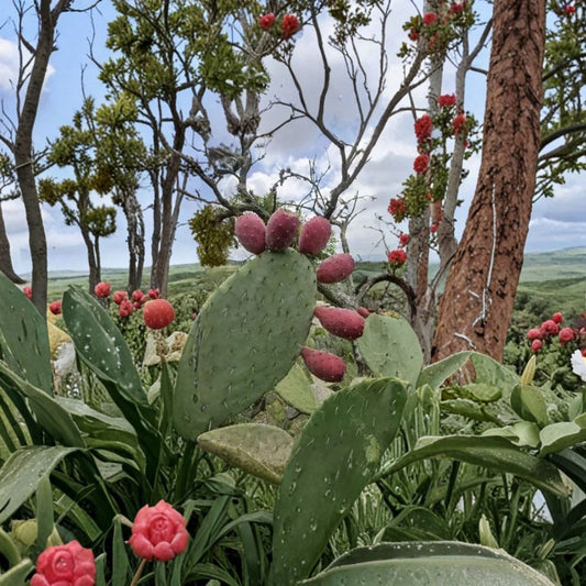 Red Fruit Prickly Pear Cactus Seeds – Opuntia 15 Seeds | Sweet Edible Fruit | Desert Hardy  Nopal Tunero Rojo | Full Sun | Easy to Grow