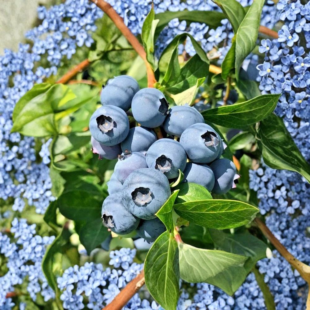 Chippewa Blueberry Plants – Set of 2 Live Half Highbush Berry Bushes | Cold Hardy Vaccinium ‘Chippewa’ | 6–16" Tall