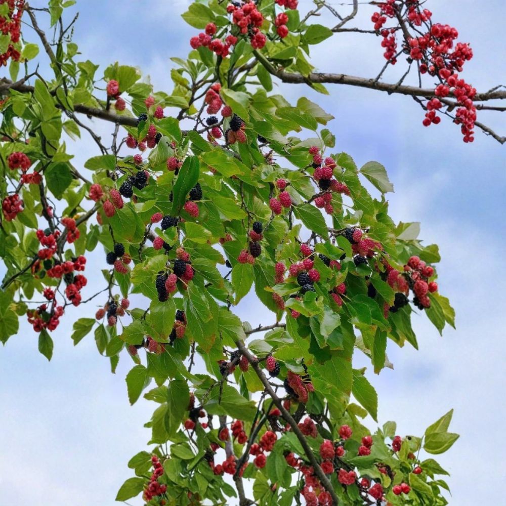 Dwarf Everbearing Mulberry – Morus spp. Live Seedling | 4–8 Inches Tall | Rooted Plant – No Pot  Sweet Berry Fruit Tree | Patio & Backyard Friendly | Easy to Grow