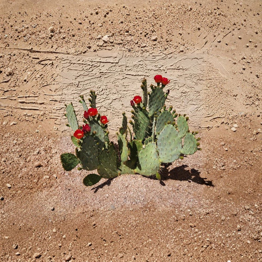 Opuntia ‘Fruit Punch’ Hybrid – Prickly Pear 1 Live Pad Cutting | Spectacular Blooms | Desert Landscape Favorite  Large Vibrant Flowers | Low Water Plant | Ready to Root