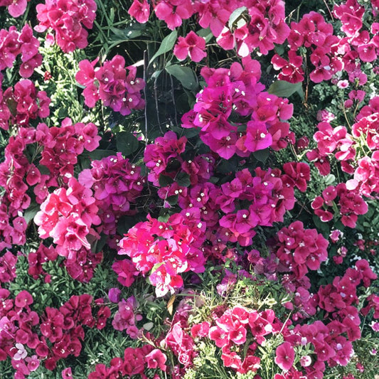 Bougainvillea Fuchsia Cuttings – 8 Unrooted 6–8 Inch Cuttings | Vibrant Flowering Vine | Fast Growing Tropical Plant | Garden Climber