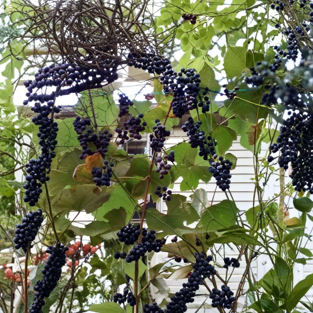 Concord Grape Cuttings – 10 Fresh Scion Wood Stems | ~12 Inches Long | Rooting & Grafting Ready | Cold Hardy Fruit Vine Starter