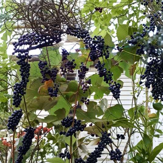 Concord Grape Cuttings – 10 Fresh Scion Wood Stems | ~12 Inches Long | Rooting & Grafting Ready | Cold Hardy Fruit Vine Starter