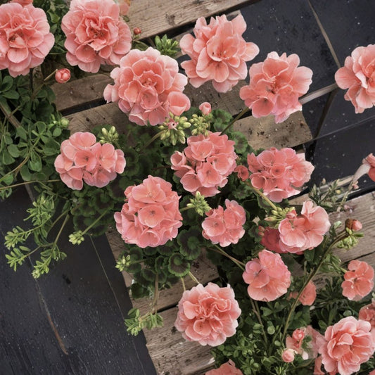 Coral Zonal Geranium Cuttings – 10 Pelargonium Stem Cuttings | Coral Pink Flower Plant | Easy to Root Garden Favorite