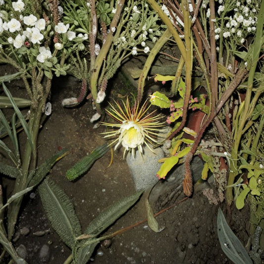Selenicereus Grandiflorus Cuttings – BOGO 4 Total (6–8 Inches) | Queen of the Night Cactus | Night Blooming Rare Plant