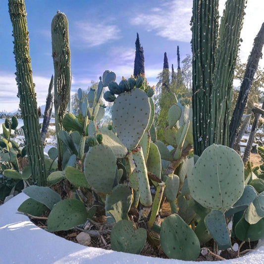 Purple Fruit Prickly Pear – Opuntia spp. 200 Seeds | 2025 Harvest | Confirmed Germination  Edible Purple Fruit | Hardy Desert Cactus | Bulk Seed Pack