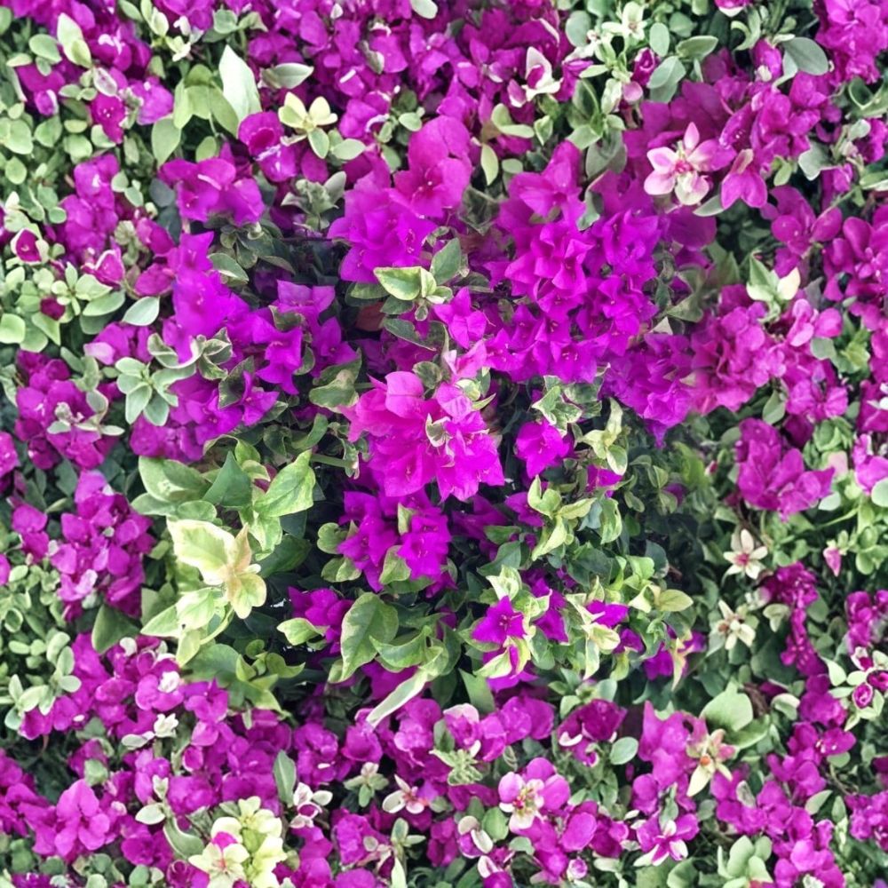 Blueberry Ice Bougainvillea Plants – Live Rooted Flowering Vine | Set of 2 Plants | 4–6 Inches Tall | Tropical Ornamental Garden Plant