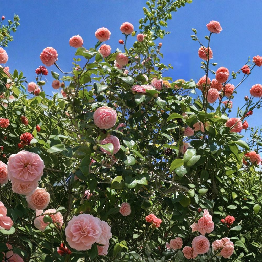 Japonica Camellia Cuttings – 2 Fresh Pink & White Stems | Propagation Ready | Elegant Flowering Shrub Starter | Garden & Indoor Friendly