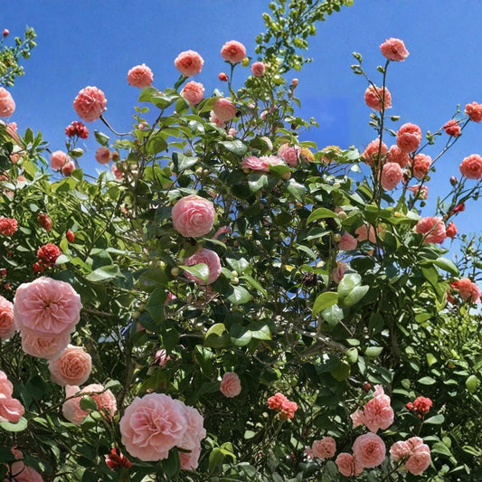 Japonica Camellia Cuttings – 2 Fresh Pink & White Stems | Propagation Ready | Elegant Flowering Shrub Starter | Garden & Indoor Friendly